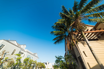 Fototapeta na wymiar palm trees in Balboa island