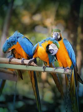 Beautiful macaw parrots