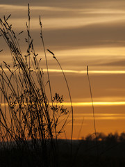 Beautiful colorful sunset above the grass silhouette with red clouds