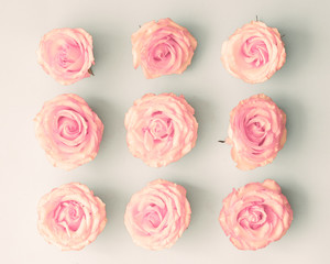 Pink roses in a square shape over pastel background