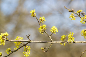 Yellow flowers of the cornelian cherry (lat. Cornus) in the spring woods