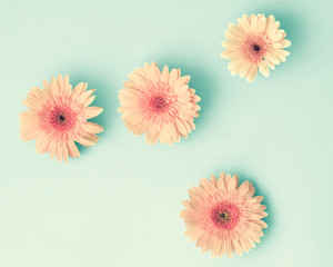 Four pink daisies over mint background