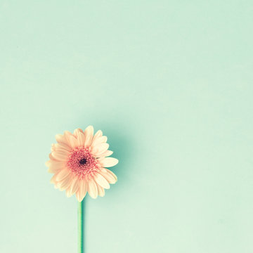 Fototapeta Single pink daisy flower over mint background
