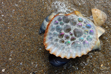 Muschel mit buntem Schaum am Sandstrand