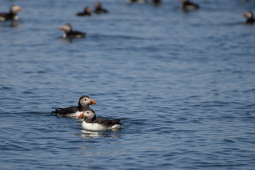 floating puffins