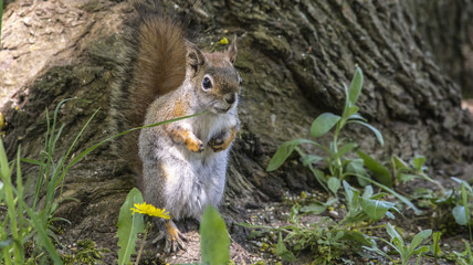 red squirrel yoda