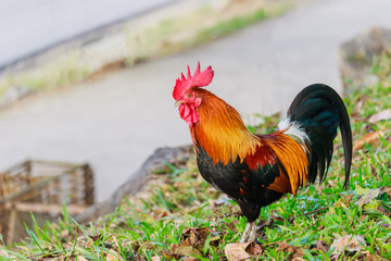 colorful rooster on green nature background