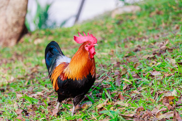 colorful rooster on green nature background