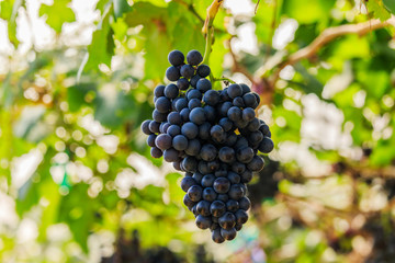  large bunches of red wine grapes hang from a vine, warm backgro