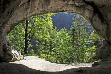 Blick aus Höhle auf sonnenbeschienene Bäume, Tischofer Höhle bei Kufstein, Tirol - obrazy, fototapety, plakaty
