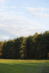 Summer landscape at sunset.