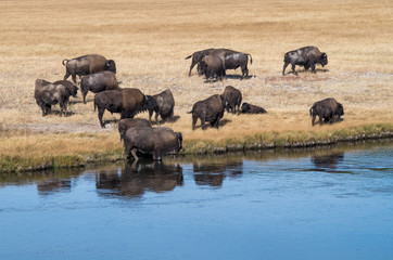 Obraz premium Bisons am Fluss