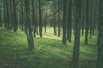 Pine tree forest in spring time, vintage film look