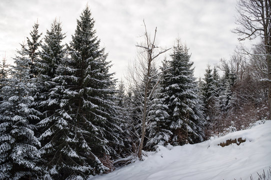 Fototapeta Trees covered with hoarfrost and snow in winter mountains