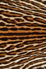 leopard fur background