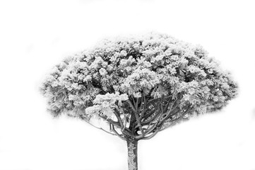 dry plant with white snow