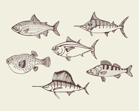 sea fish set. vector illustration