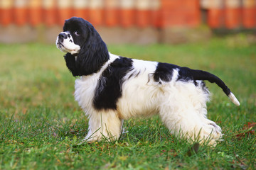 Black and white American Cocker Spaniel dog staying outdoors on a green grass in autumn