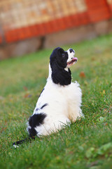 Black and white American Cocker Spaniel dog sitting outdoors on a green grass in autumn