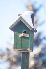 nesting box