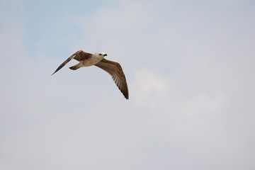 Swallow soaring in the sky