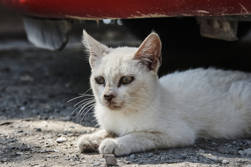 Portrait of white cat on the Greek island of Rhodes.
