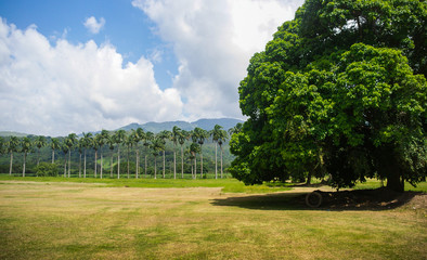 A big tree in an open field.