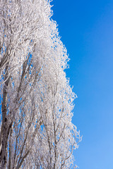 Snow Covered Nature