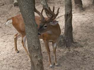 White Tailed Deer Buck (Odocoileus virginianus)