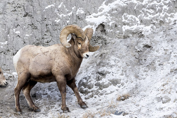 Bighorn Sheep in Winter Snow