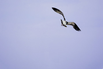 Swallow soaring in the sky