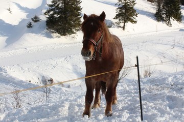 Draught horse on farm in winter. Agriculture.