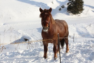 Draught horse on farm in winter. Agriculture.
