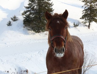 Draught horse on farm in winter. Agriculture.