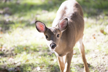 White Tailed Deer Doe (Odocoileus virginianus)