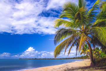 Beach in tropics
