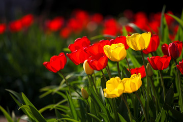 Naklejka premium Spring garden