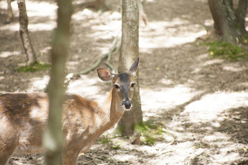 White Tailed Deer Doe (Odocoileus virginianus)
