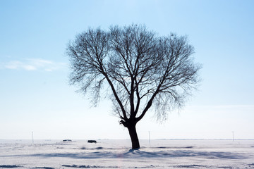 A silhouette tree in winter in the snow