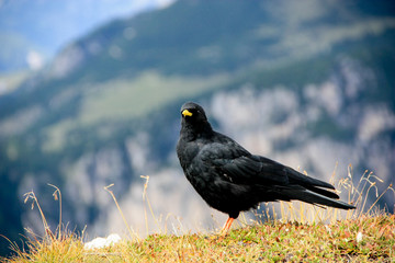 Mountain bird
