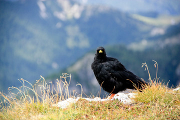Mountain blackbird