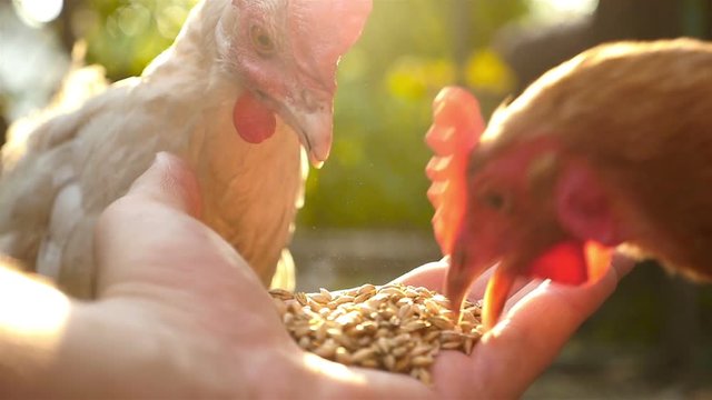 Hand-feed the chickens in the yard