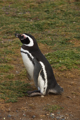 The Magellanic penguin (Spheniscus magellanicus)