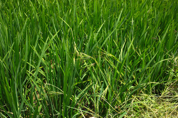 the green grass lit with the sun