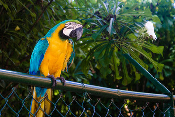 A yellow and blue parrot standing over a fence.