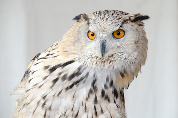 Portrait of an owul