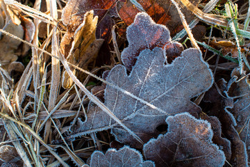 Frozen leaves