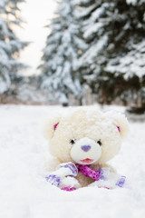 Teddy bear in snow winter, forest.