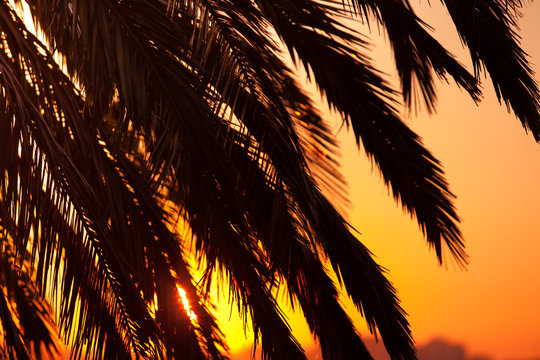 Palm leaves at sunset