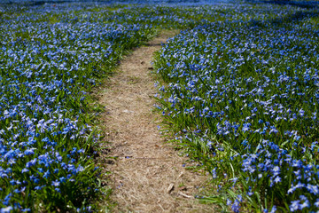 Scilla Siberica